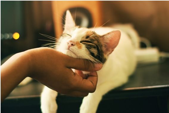 Mascota