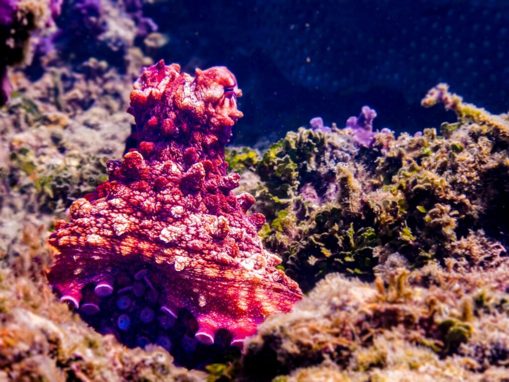 neurodiversitat